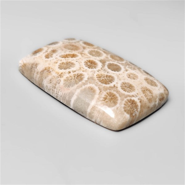 Fossil Coral