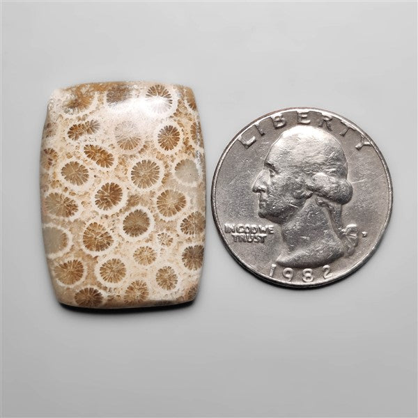 Fossil Coral