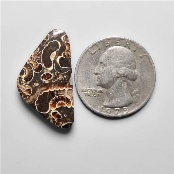 Rare Fossil Marston Marble Cabochon