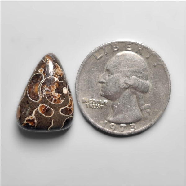 Rare Fossil Marston Marble Cabochon