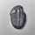 Trilobite Fossil