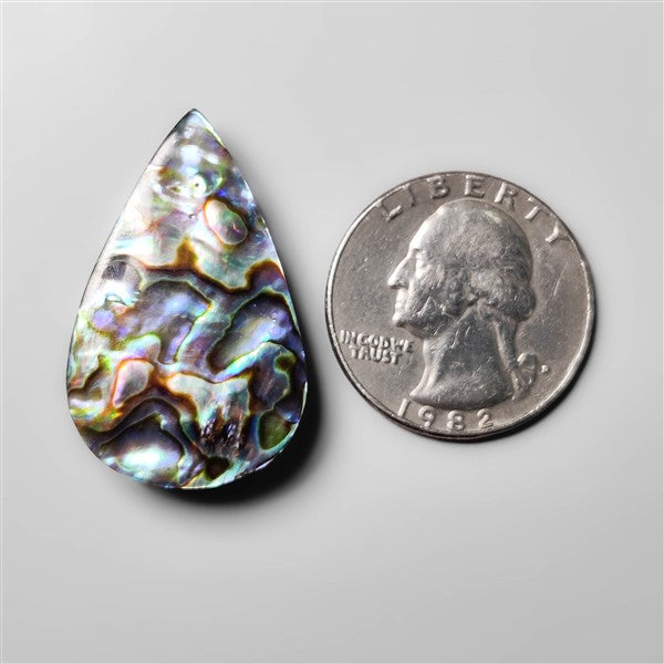 Abalone Shell