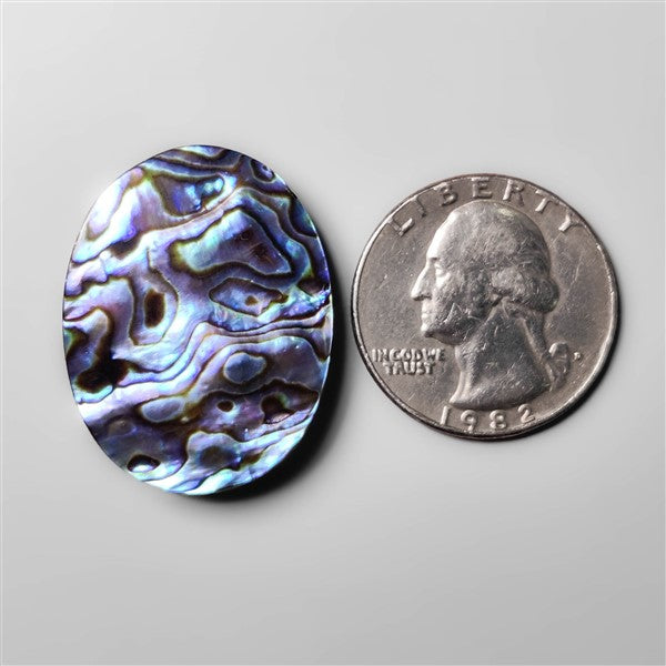 Abalone Shell