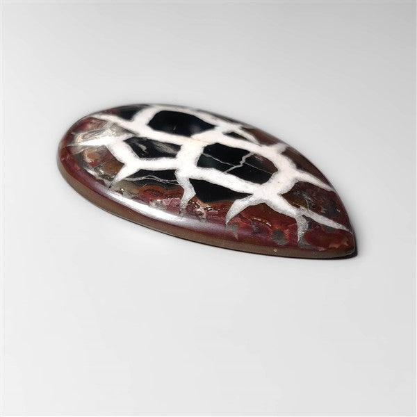 Black Septarian Fossil