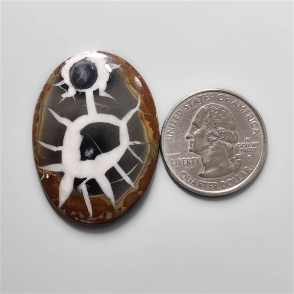 Black Septarian Fossil