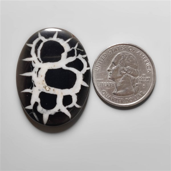 Black Septarian Fossil