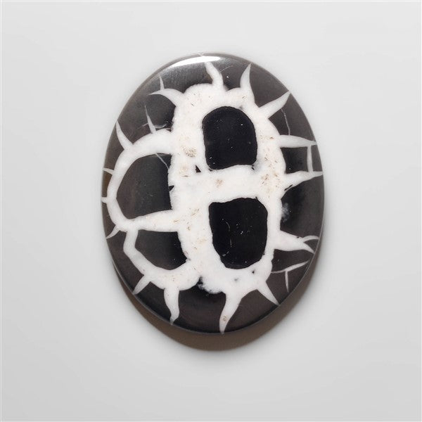 Black Septarian Fossil