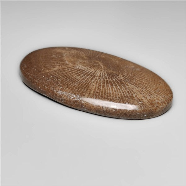 Stingray Black Fossil Coral