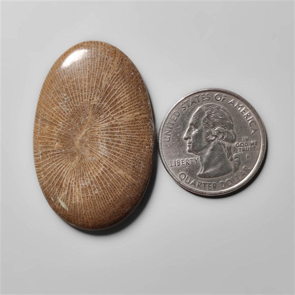 Stingray Black Fossil Coral