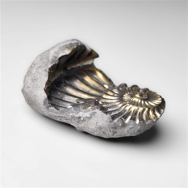 Ammonite|Pyrite