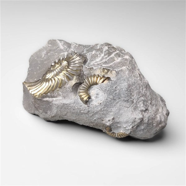 Ammonite|Pyrite