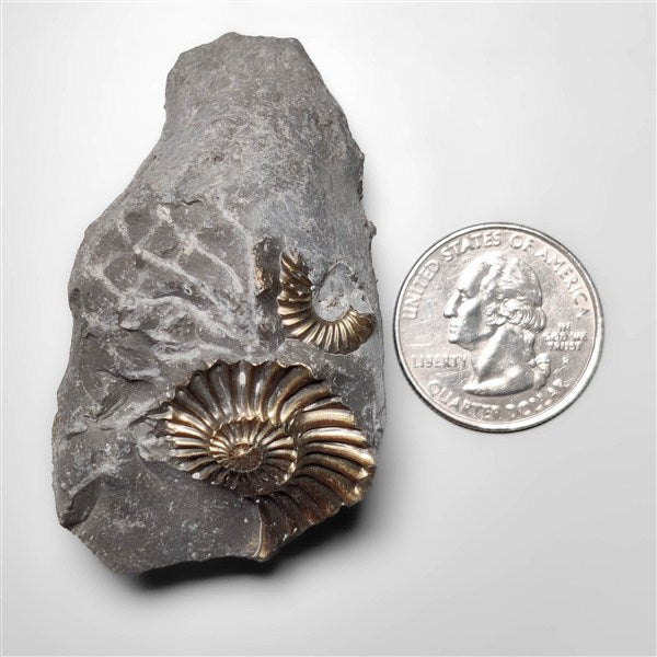 Ammonite|Pyrite