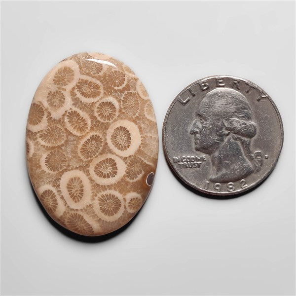 Fossil Coral