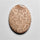 Fossil Coral