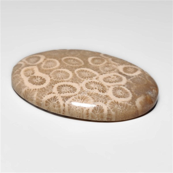 Fossil Coral
