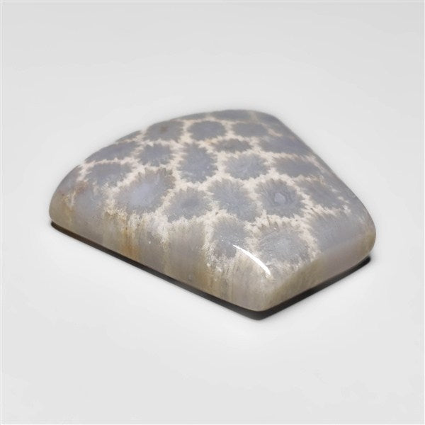 Fossil Coral