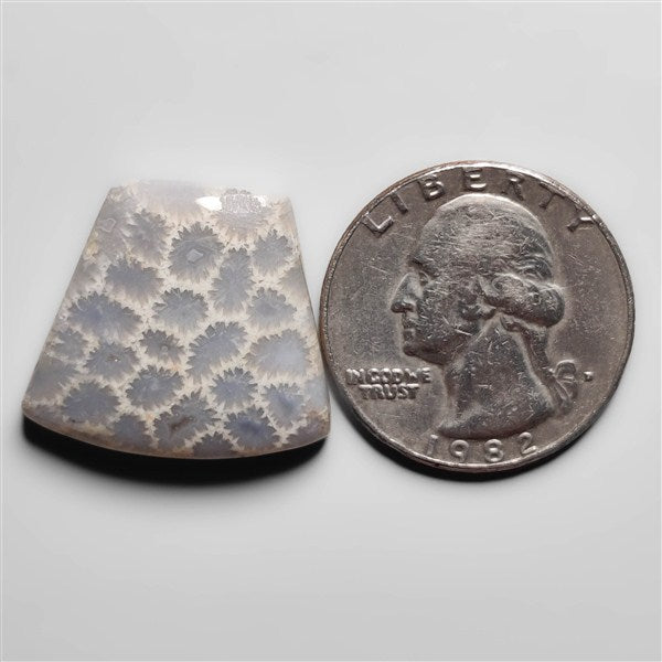 Fossil Coral