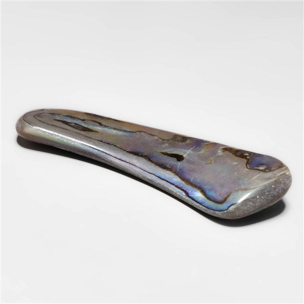 Abalone Shell