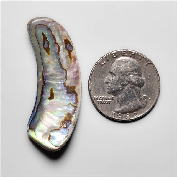 Abalone Shell