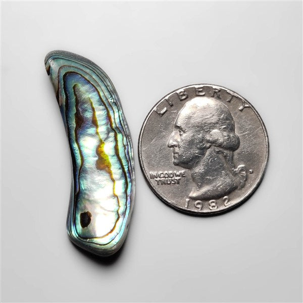 Abalone Shell