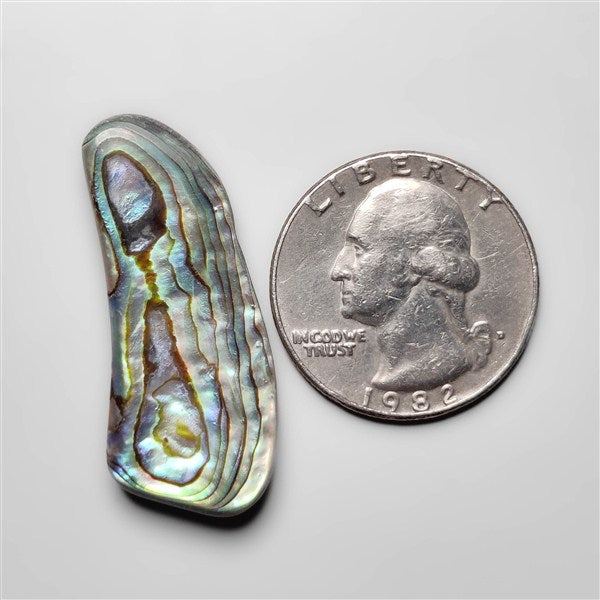 Abalone Shell