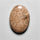 Fossil Coral