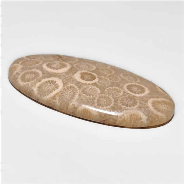 Fossil Coral