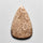 Fossil Coral