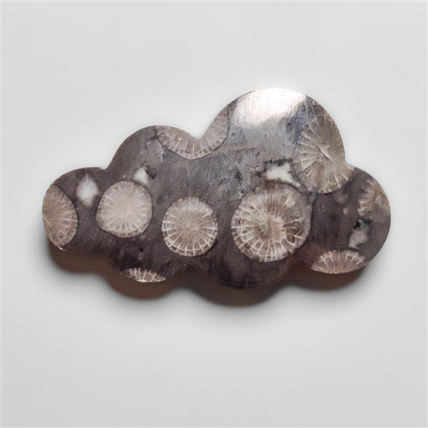 Fossil Coral