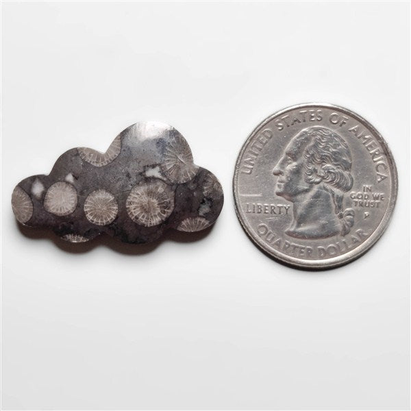Fossil Coral