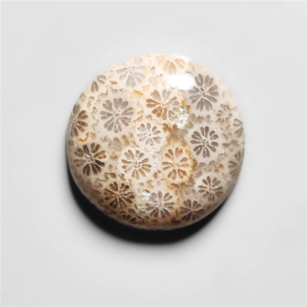 Fossil Coral