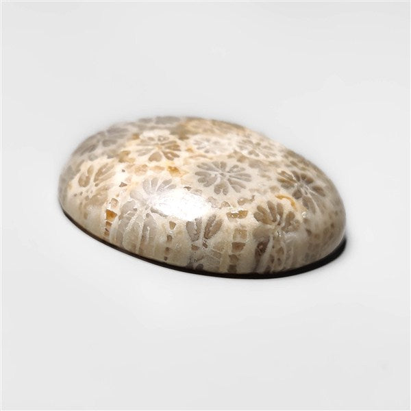Fossil Coral