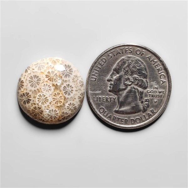 Fossil Coral