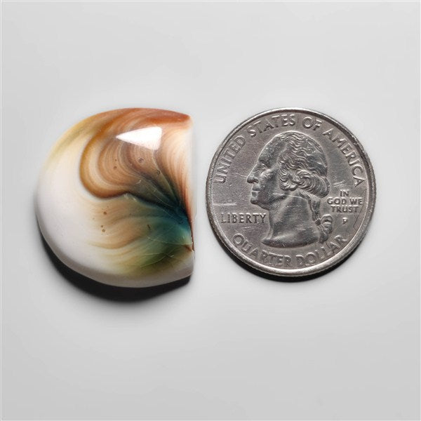 Shiva Eye Shell