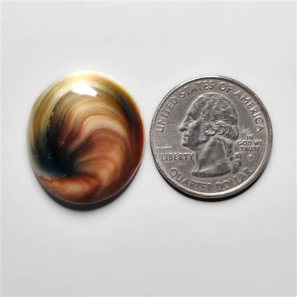 Shiva Eye Shell