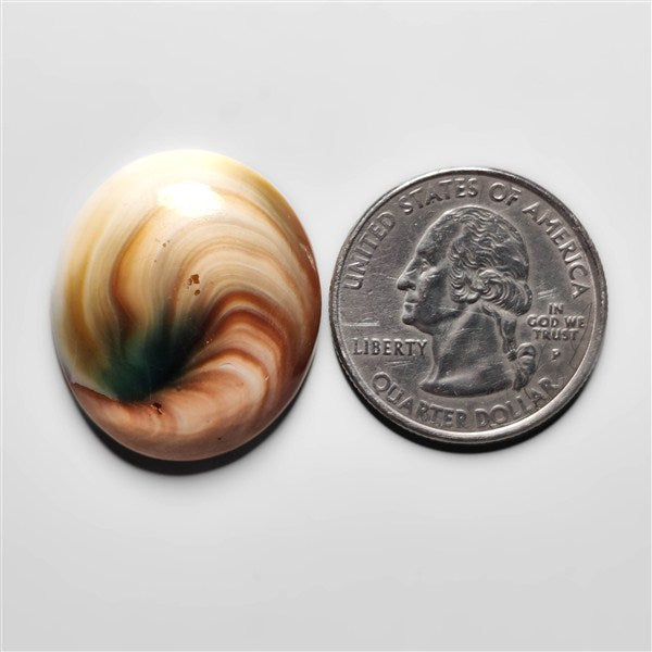 Shiva Eye Shell
