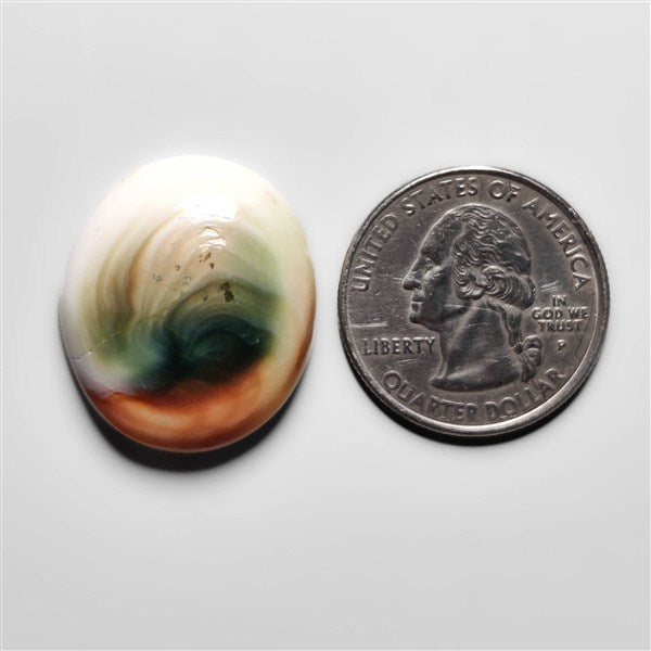 Shiva Eye Shell