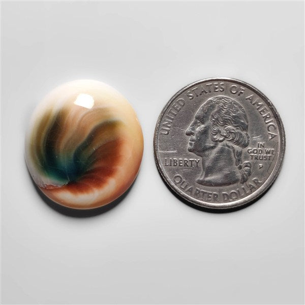 Shiva Eye Shell