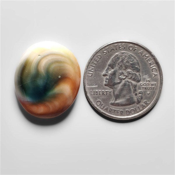 Shiva Eye Shell