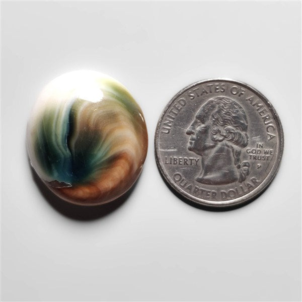 Shiva Eye Shell