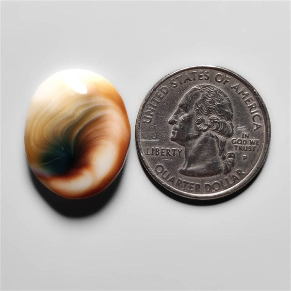 Shiva Eye Shell