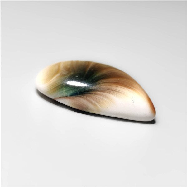 Shiva Eye Shell