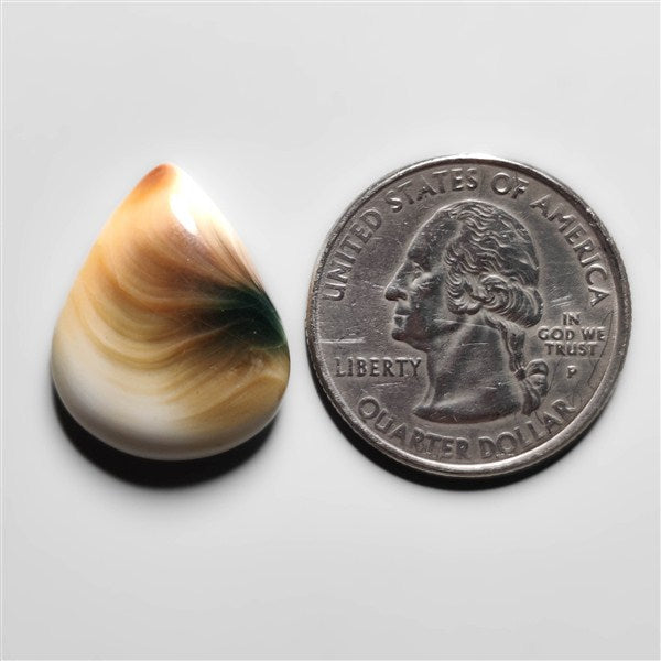 Shiva Eye Shell