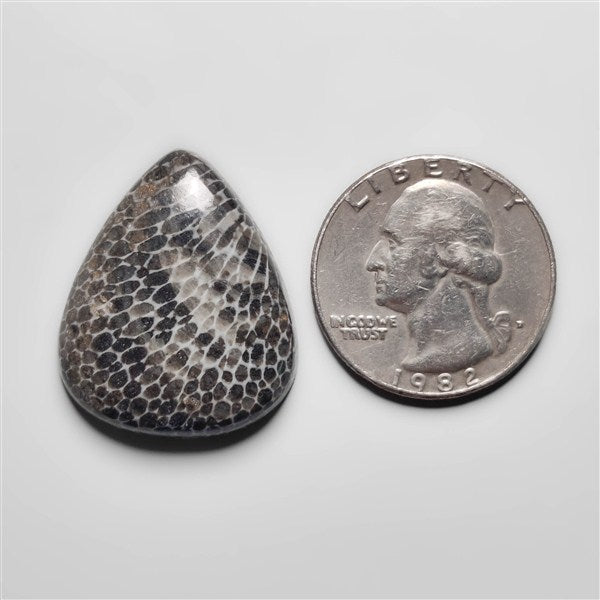 Fossil Coral