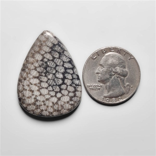 Fossil Coral