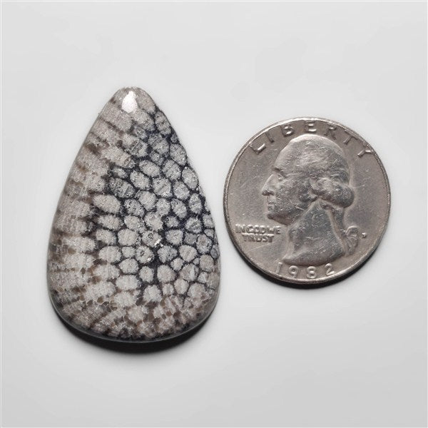 Fossil Coral
