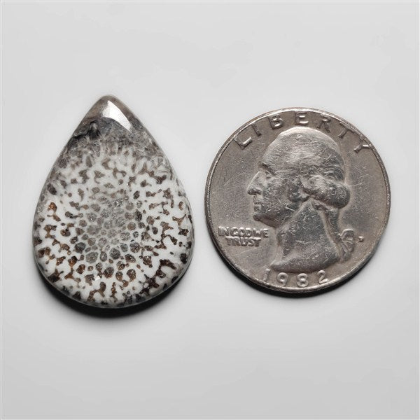 Fossil Coral