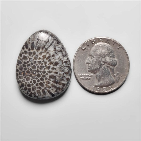 Fossil Coral