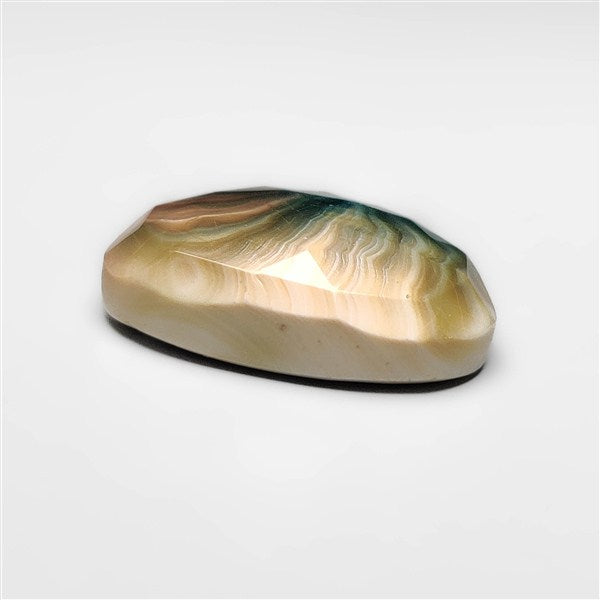 Shiva Eye Shell