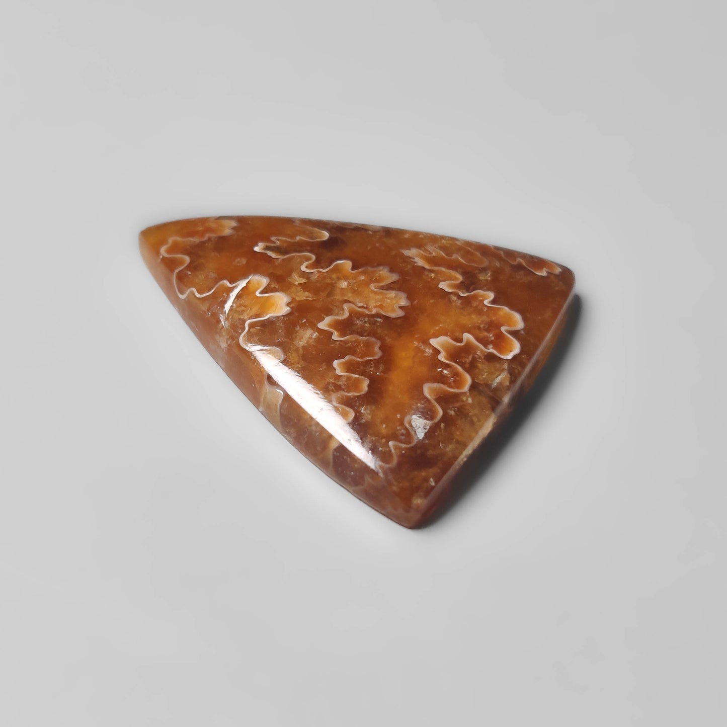 Ammonite